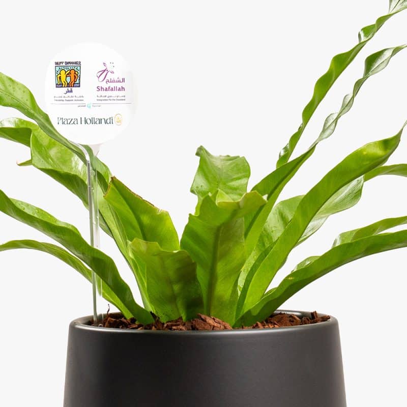 Green Aura – Asplenium in Matte Black Pot
