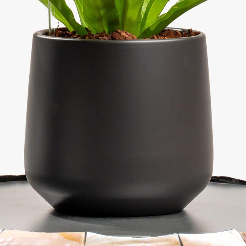 Green Aura – Asplenium in Matte Black Pot