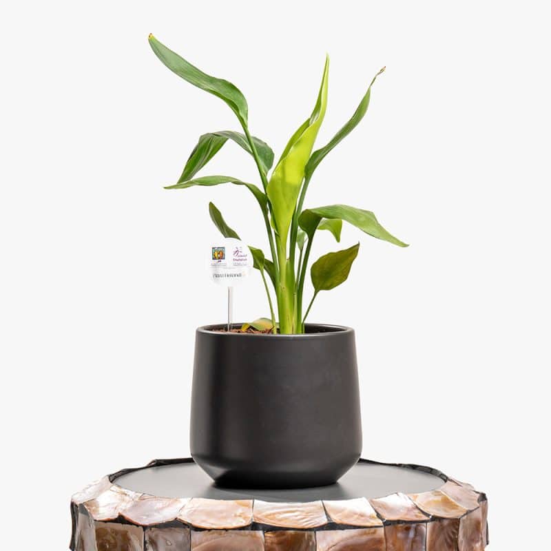 Bold Foliage – Codiaeum in Designer Ceramic