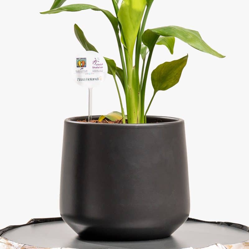 Bold Foliage – Codiaeum in Designer Ceramic