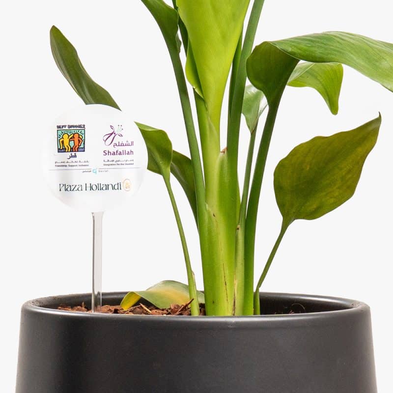 Bold Foliage – Codiaeum in Designer Ceramic