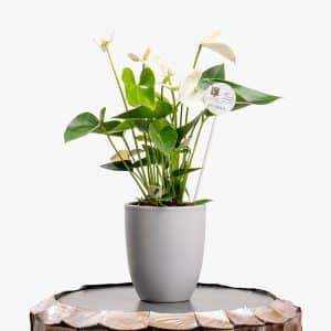 Light pink Anthurium