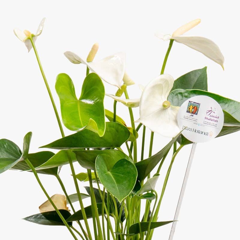 Pink Whisper – 30CM Anthurium Delight