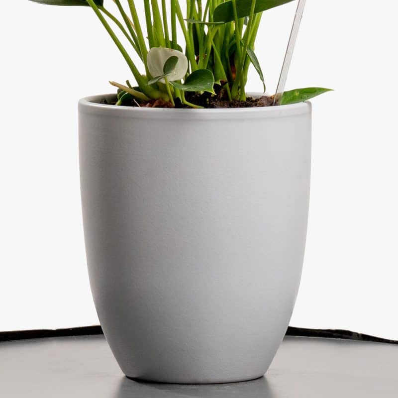 Pink Whisper – 30CM Anthurium Delight