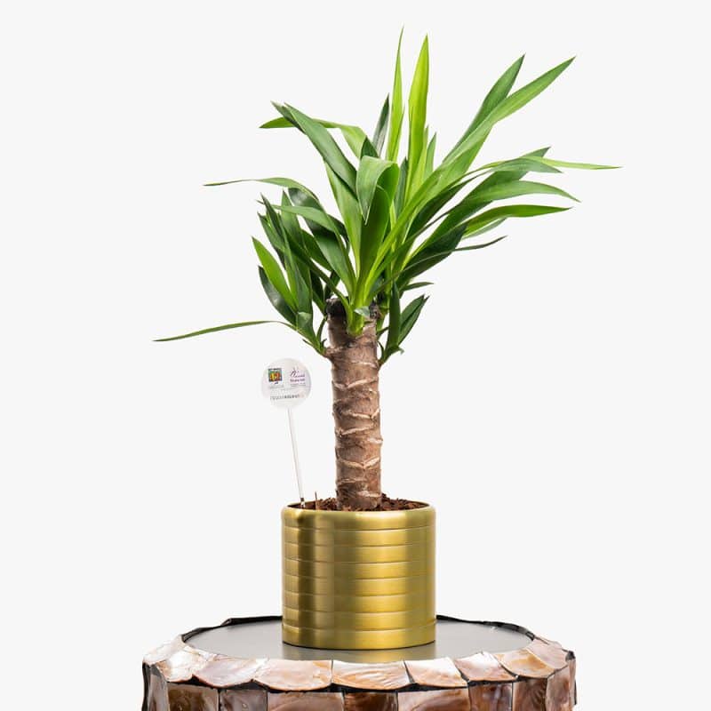 Urban Oasis – 60CM Yucca in Gold Steel