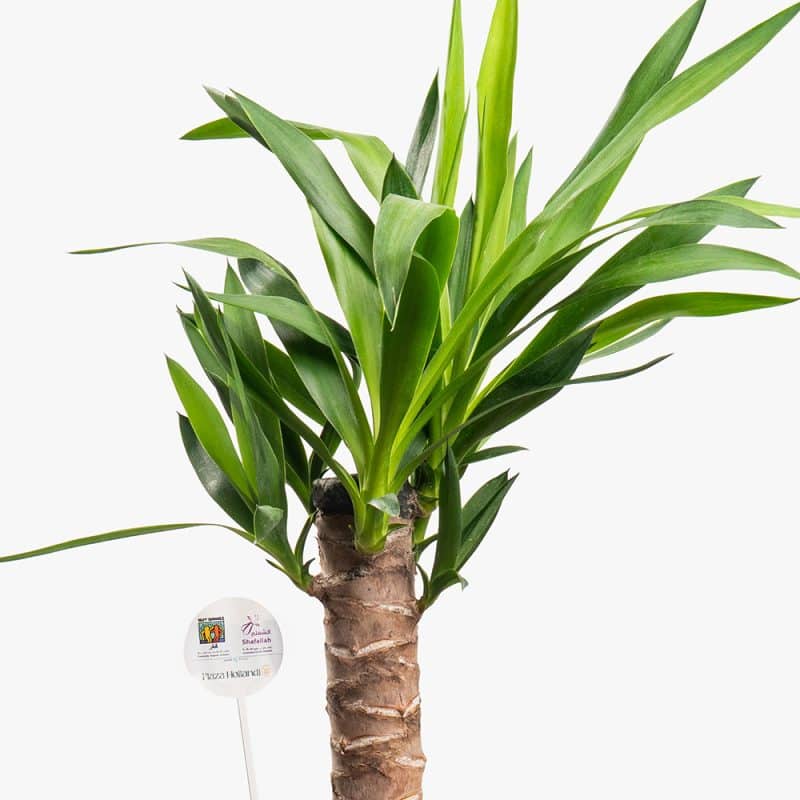 Urban Oasis – 60CM Yucca in Gold Steel