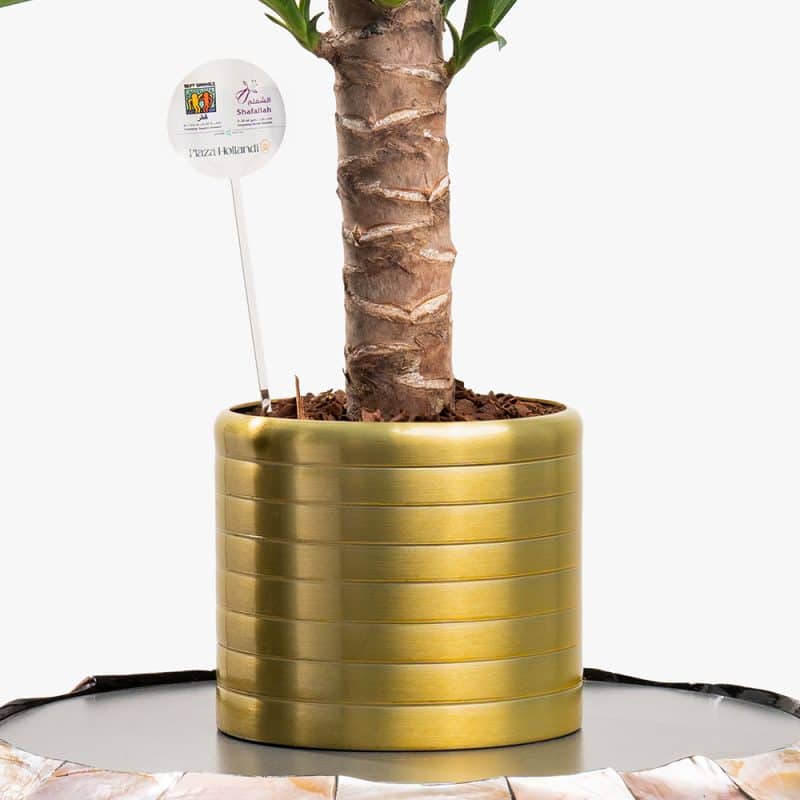 Urban Oasis – 60CM Yucca in Gold Steel