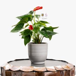 Blush Flame – Mini Red Anthurium Pot