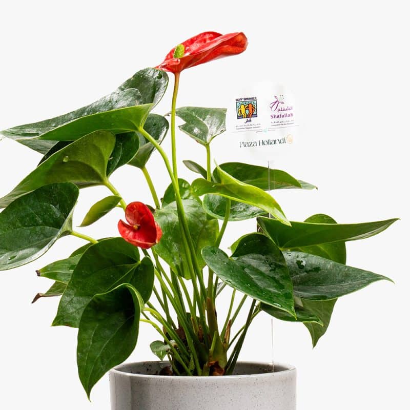 Blush Flame – Mini Red Anthurium Pot