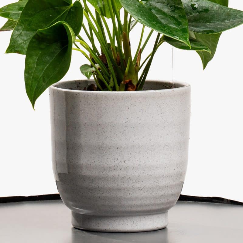Blush Flame – Mini Red Anthurium Pot