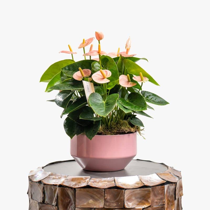 Light Pink Anthurium Plant in Pink Ceramic Pot – 30cm