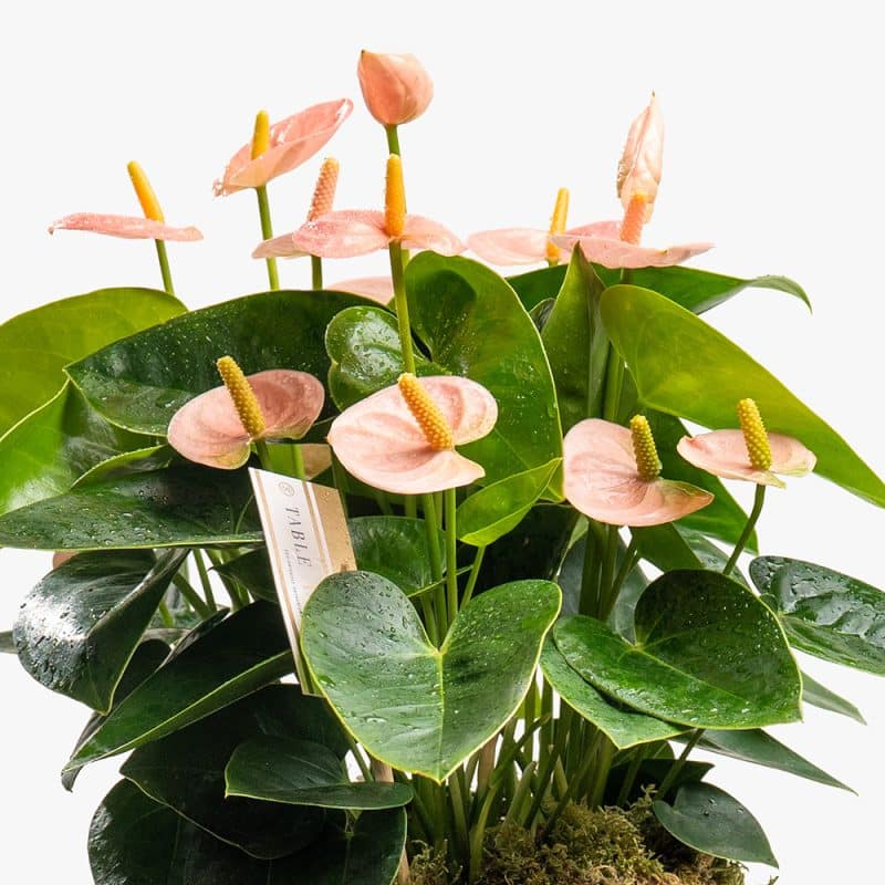 Light Pink Anthurium Plant in Pink Ceramic Pot – 30cm