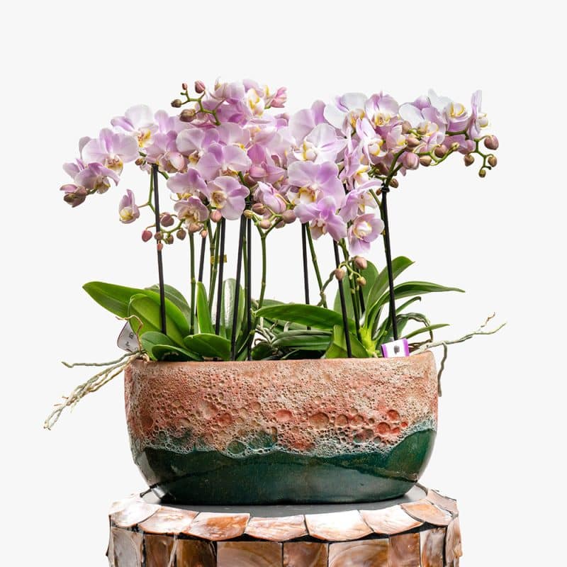 2 Pink Phalaenopsis Multiflor Orchids in Ceramic Vase – 45cm