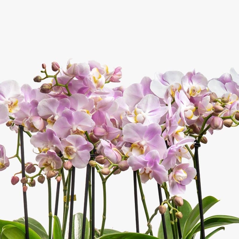 2 Pink Phalaenopsis Multiflor Orchids in Ceramic Vase – 45cm