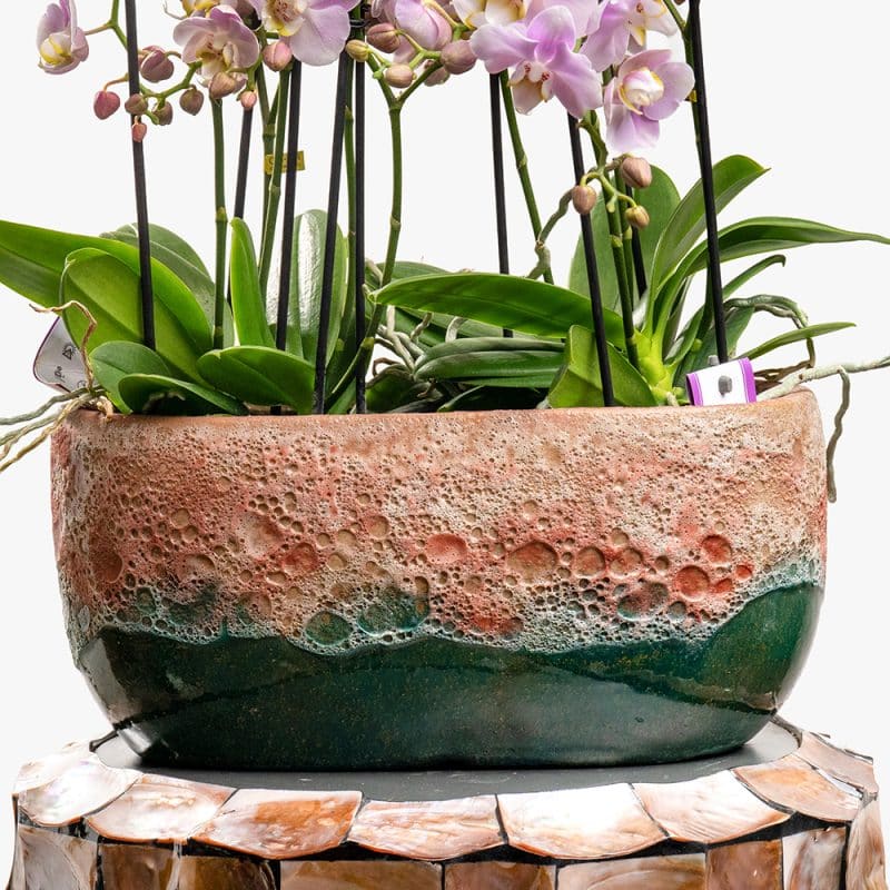 2 Pink Phalaenopsis Multiflor Orchids in Ceramic Vase – 45cm