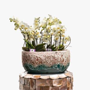 Phalaenopsis