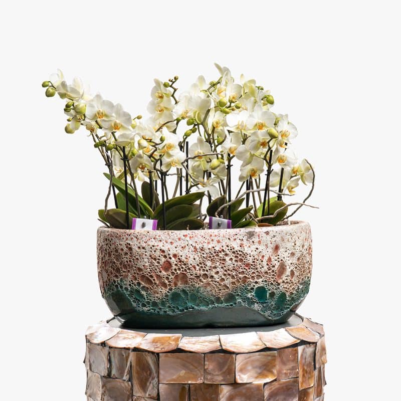 Phalaenopsis