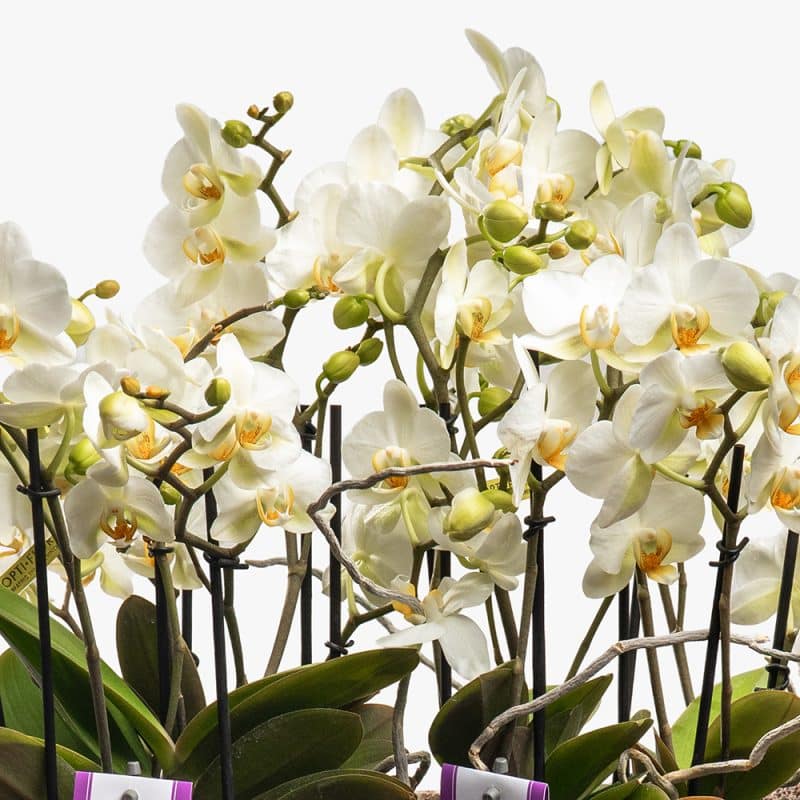 2 White Phalaenopsis Multiflor Orchids in Ceramic Vase – 45cm