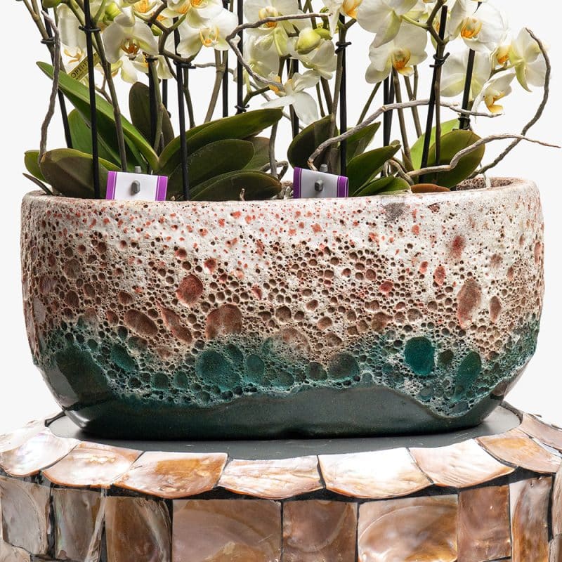 2 White Phalaenopsis Multiflor Orchids in Ceramic Vase – 45cm