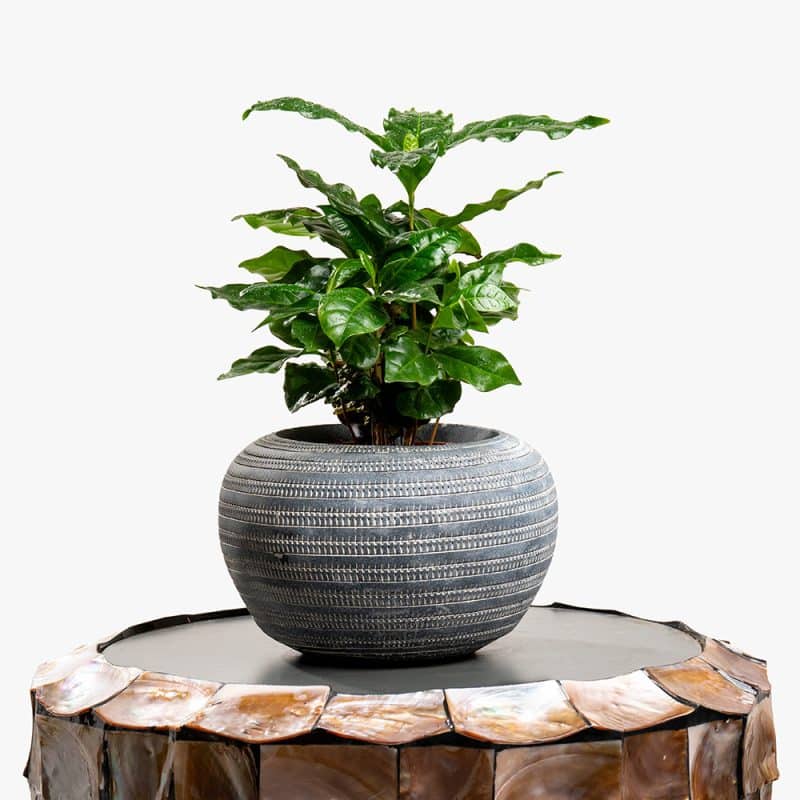 Coffee Plant in Decorative Pot – 30cm
