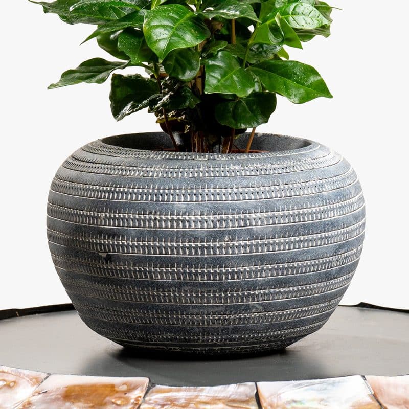Coffee Plant in Decorative Pot – 30cm