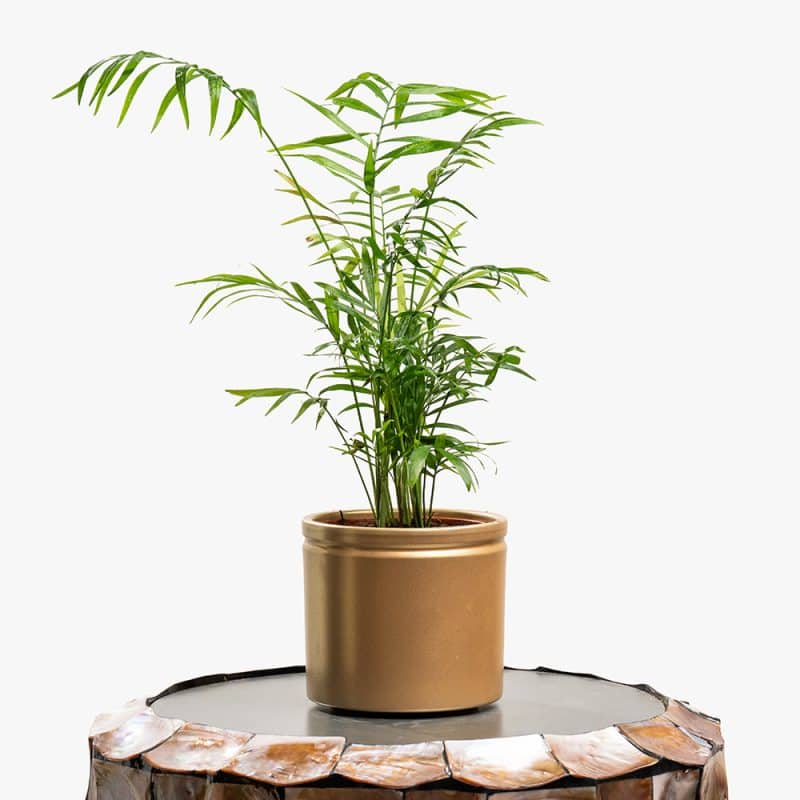 Chamaedorea Plant in Ceramic Pot – 50cm