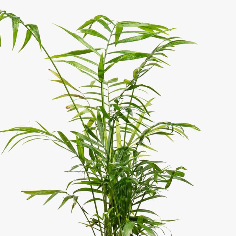 Chamaedorea Plant in Ceramic Pot – 50cm
