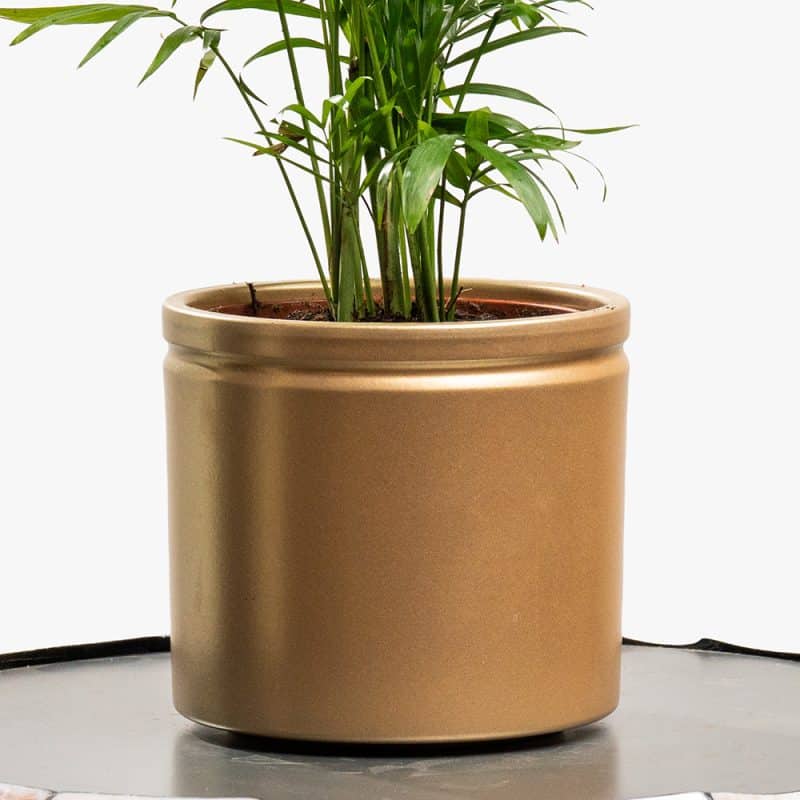Chamaedorea Plant in Ceramic Pot – 50cm