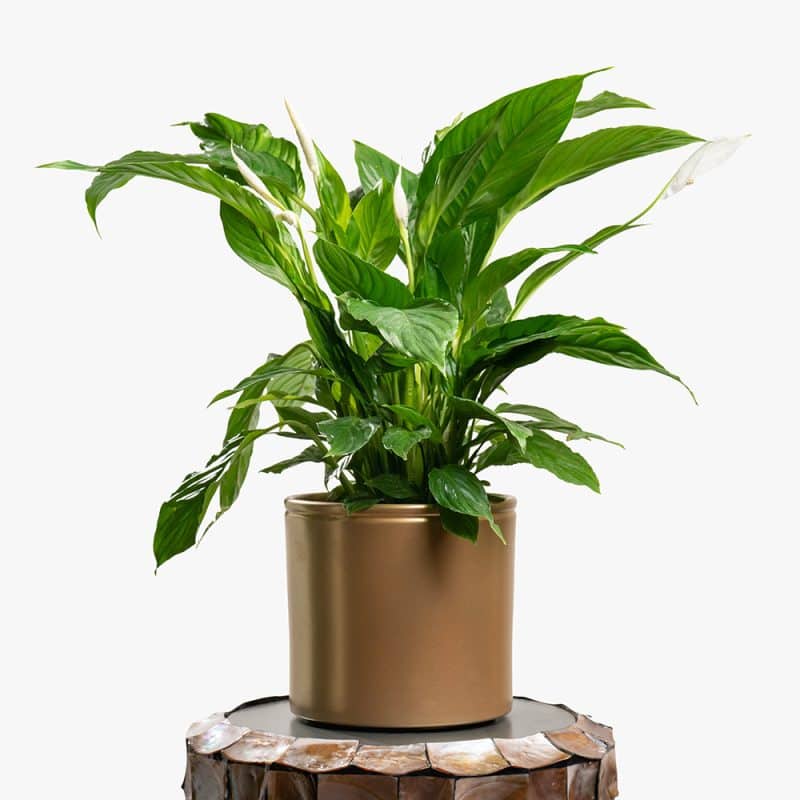 Spathiphyllum (Peace Lily) in Gold Pot – 80cm