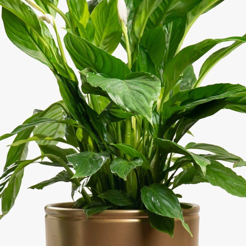 Spathiphyllum (Peace Lily) in Gold Pot – 80cm