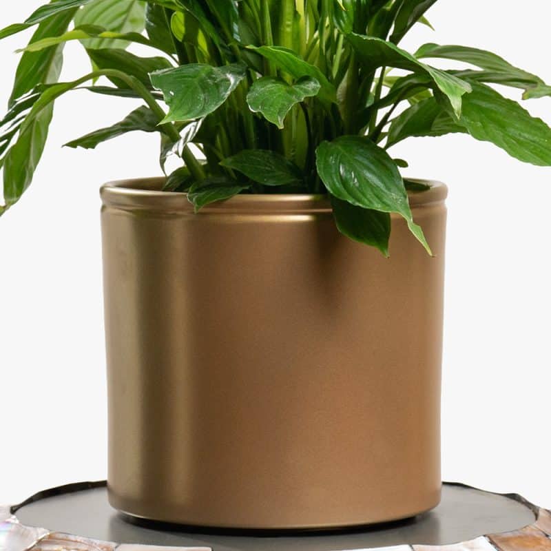 Spathiphyllum (Peace Lily) in Gold Pot – 80cm