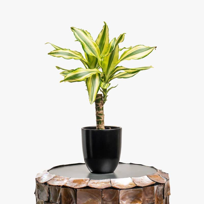 Dracaena Plant in Black Pot – 30cm