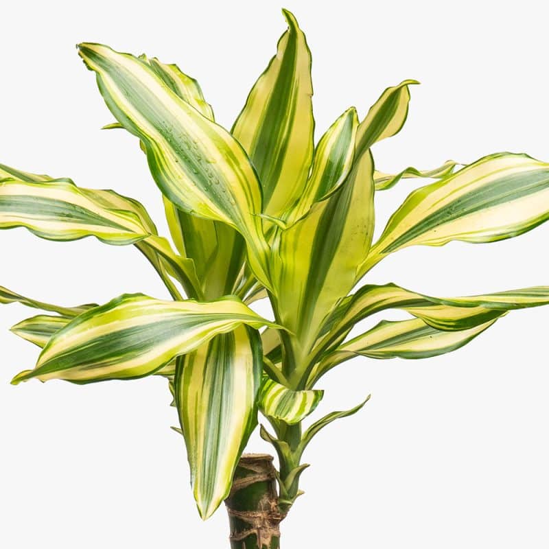 Dracaena Plant in Black Pot – 30cm