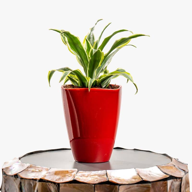 Dracaena Plant in Red Pot – 30cm