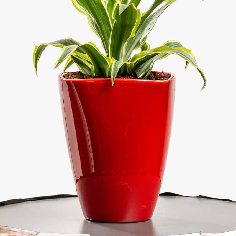 Dracaena Plant in Red Pot – 30cm