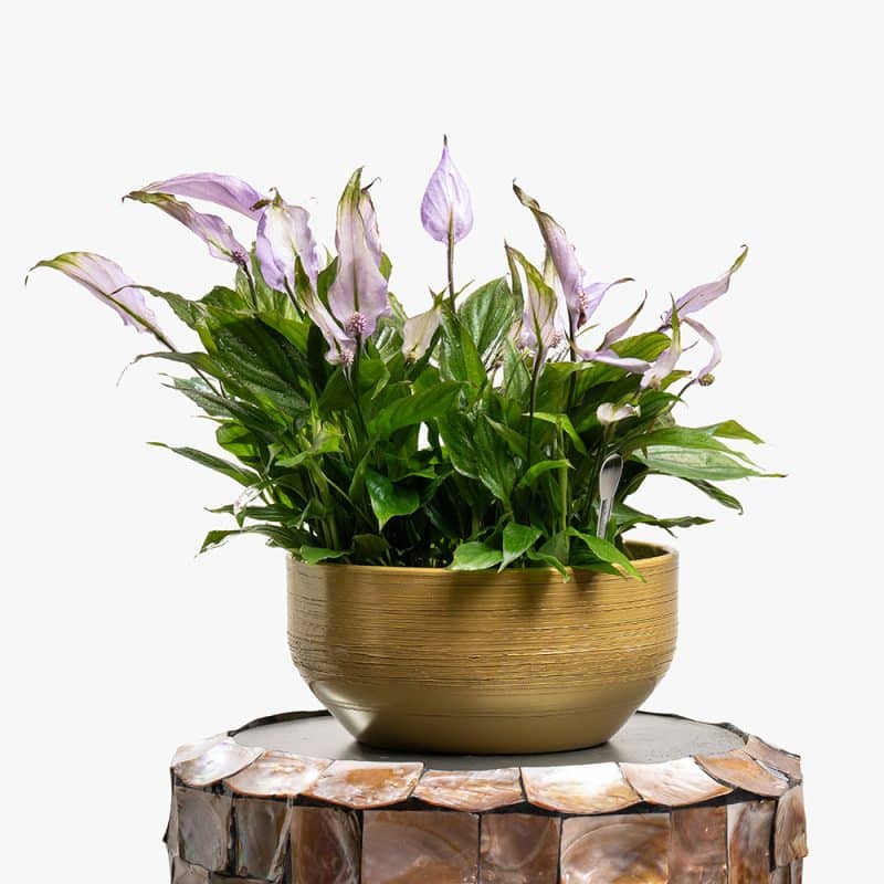 Purple Spathiphyllum (Peace Lily) in Gold Ceramic Pot – 50cm