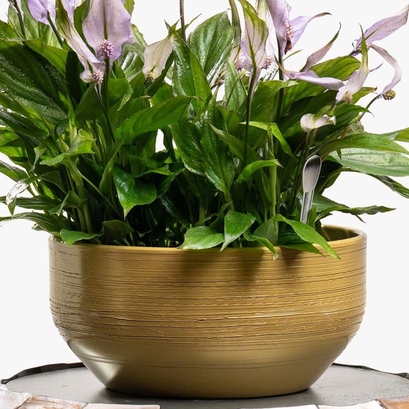 Purple Spathiphyllum (Peace Lily) in Gold Ceramic Pot – 50cm