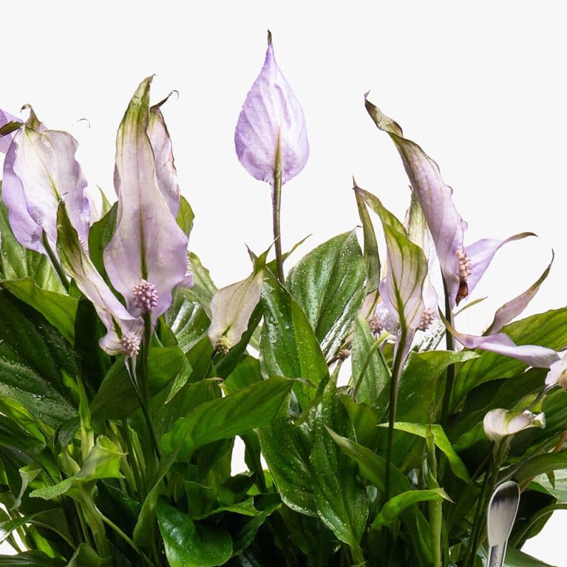 Purple Spathiphyllum (Peace Lily) in Gold Ceramic Pot – 50cm