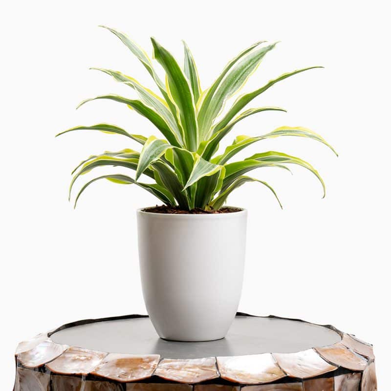 Dracaena Plant in White Pot – 30cm