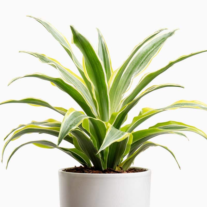 Dracaena Plant in White Pot – 30cm