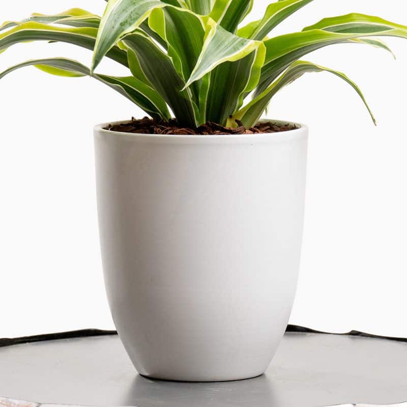 Dracaena Plant in White Pot – 30cm