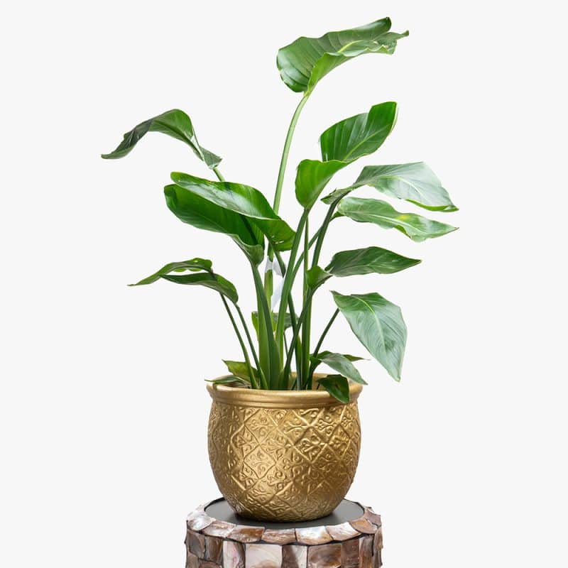 Strelitzia Nicolai Plant in Clay Gold Pot – 120cm