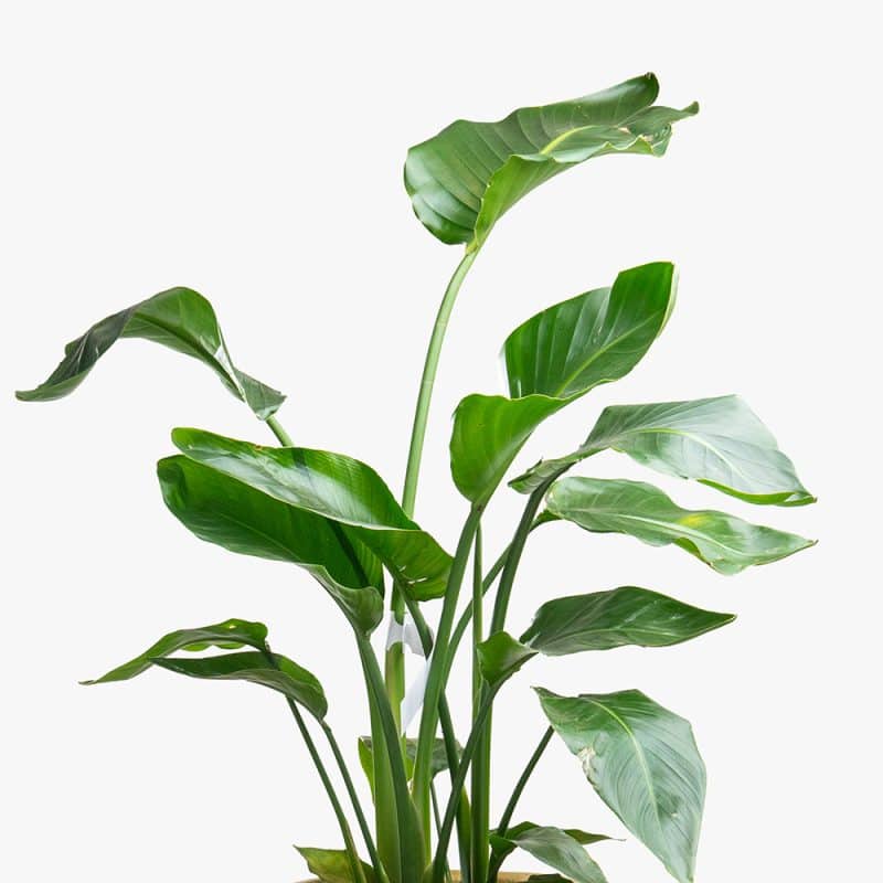 Strelitzia Nicolai Plant in Clay Gold Pot – 120cm