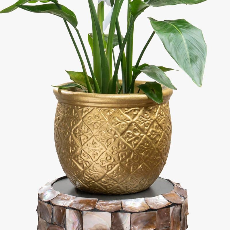Strelitzia Nicolai Plant in Clay Gold Pot – 120cm