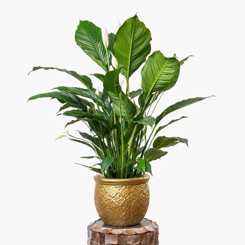 Spathiphyllum Plant in Gold Clay Pot – 130cm