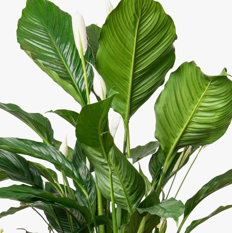 Spathiphyllum Plant in Gold Clay Pot – 130cm
