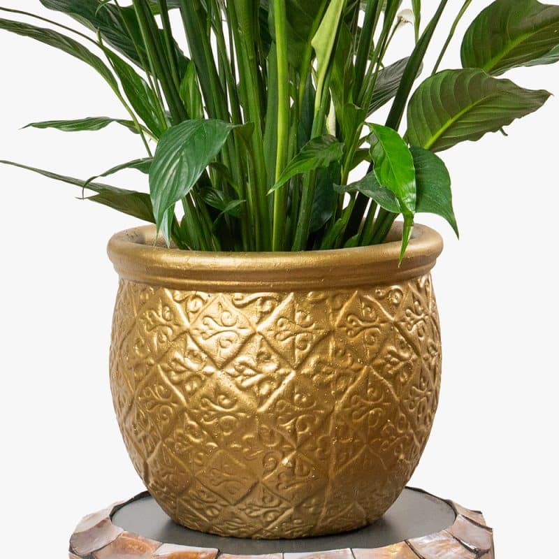 Spathiphyllum Plant in Gold Clay Pot – 130cm