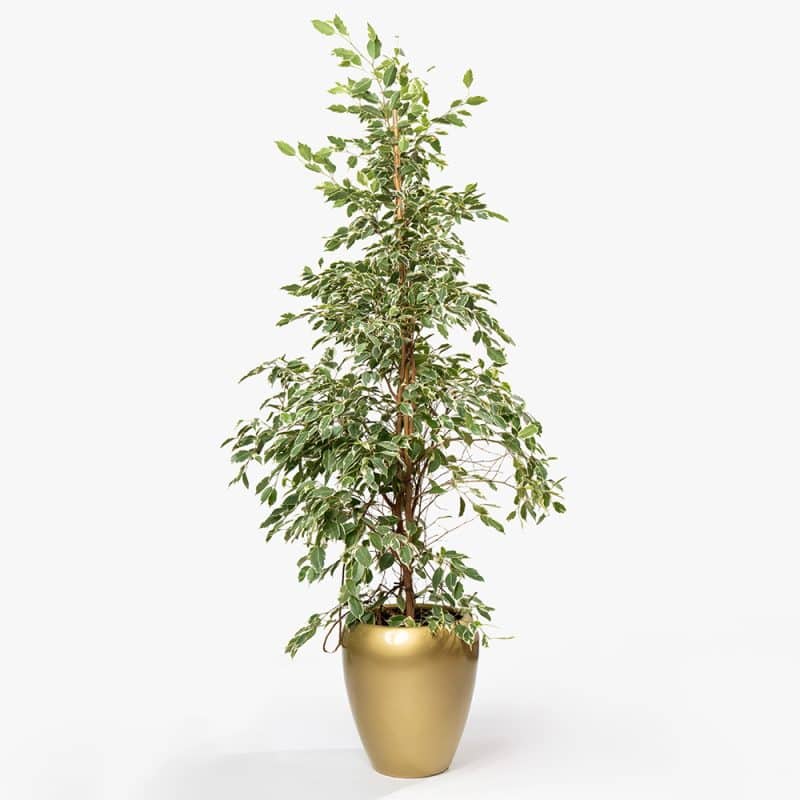 Ficus Benjamina Plant in Gold Fiber Pot – 180cm