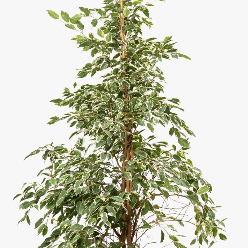 Ficus Benjamina Plant in Gold Fiber Pot – 180cm