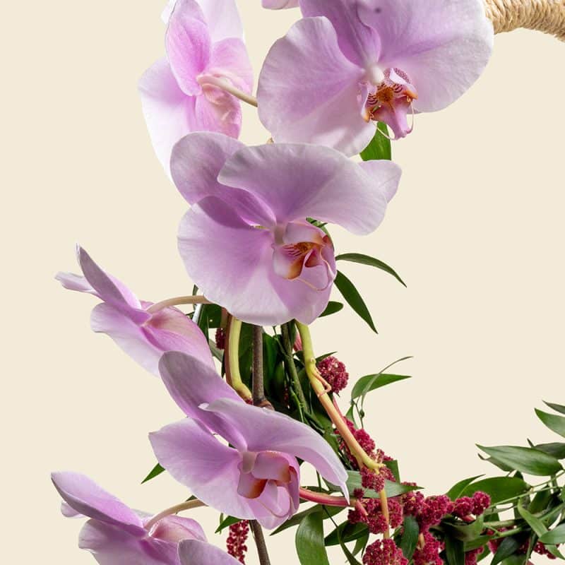 Elegant Phalaenopsis & Amaranthus Arrangement